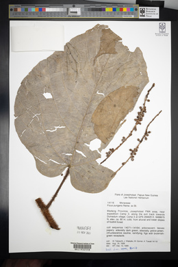 Ficus pungens image