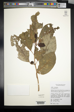 Ficus septica image