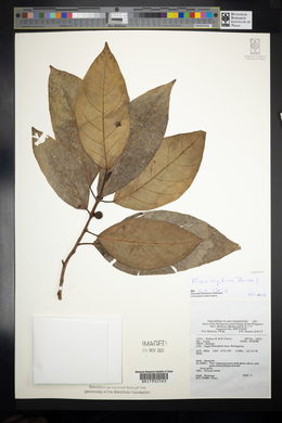 Ficus septica image