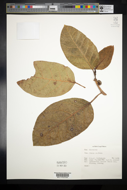 Ficus septica image