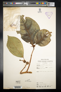 Ficus tinctoria image