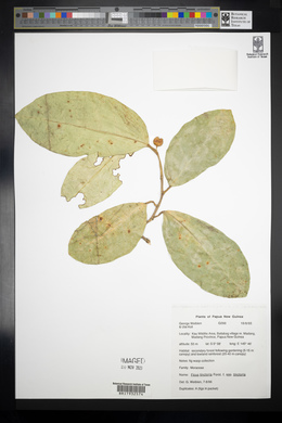 Ficus tinctoria image