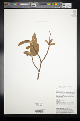 Ficus trachypison image