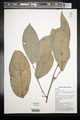 Ficus trachypison image