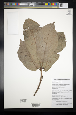 Ficus trachypison image