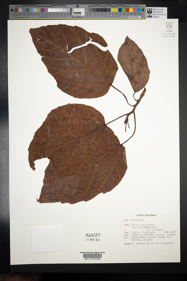 Ficus variegata image