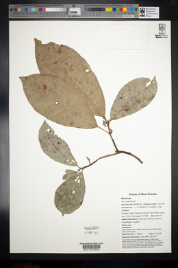 Ficus wassa image