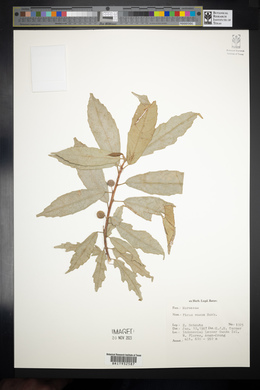 Ficus wassa image