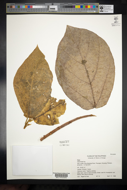 Image Associated With the Occurence