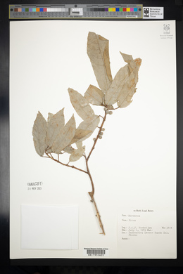 Image Associated With the Occurence