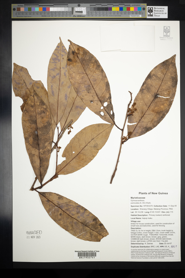 Gymnacranthera farquhariana image
