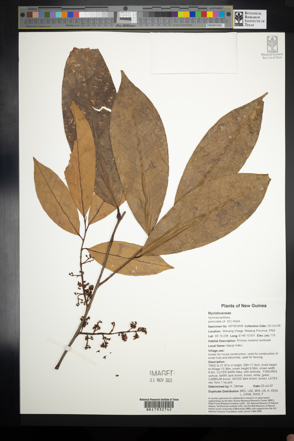 Gymnacranthera farquhariana var. paniculata image
