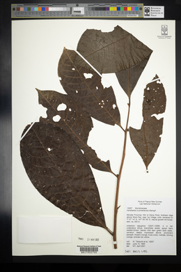 Image of Horsfieldia crux-melitensis