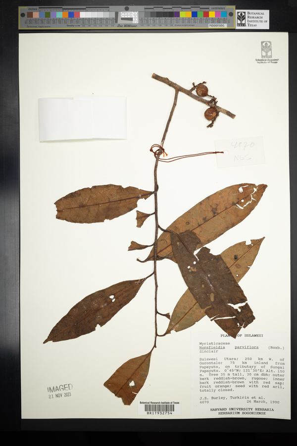 Horsfieldia parviflora image