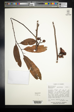 Horsfieldia parviflora image