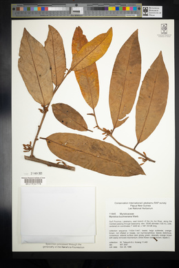 Myristica buchneriana image