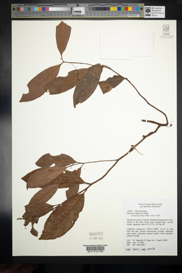 Myristica filipes image