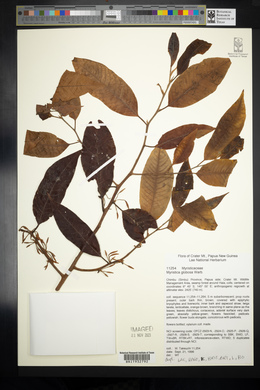 Myristica globosa image