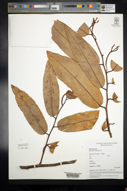 Myristica hollrungii image