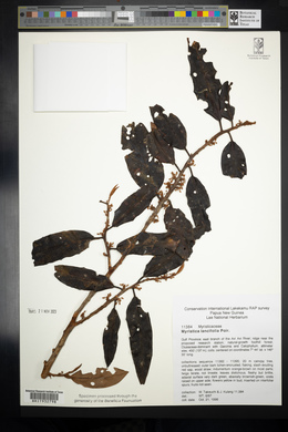 Myristica lancifolia image