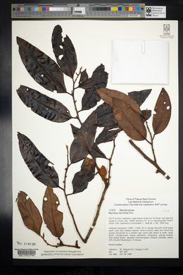 Myristica lancifolia image