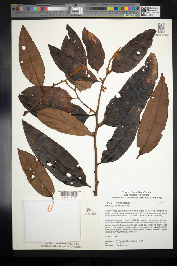 Myristica lancifolia image