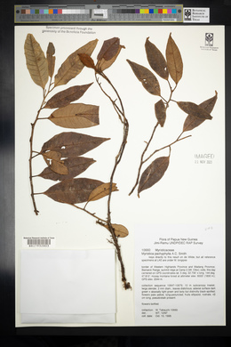 Myristica pachyphylla image