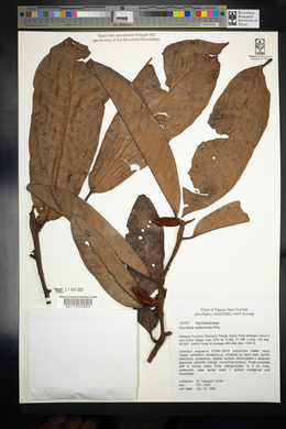 Myristica subalulata image