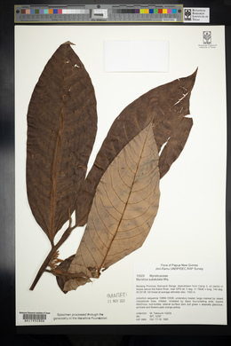 Myristica subalulata image