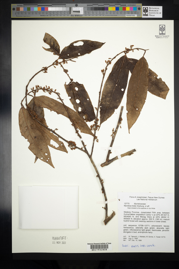 Myristica tristis image