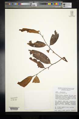 Myristica tristis image