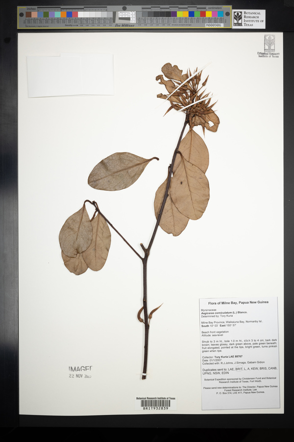 Aegiceras corniculatum image