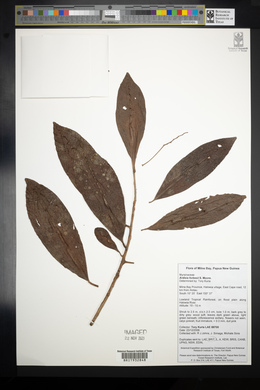 Ardisia forbesii image