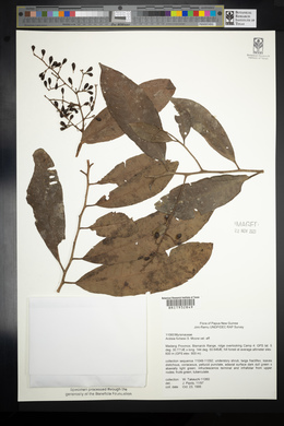 Ardisia forbesii image