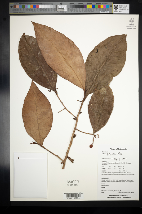 Ardisia polyactis image