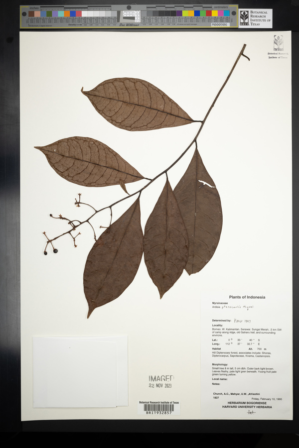 Ardisia pterocaulis image