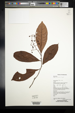 Ardisia pterocaulis image