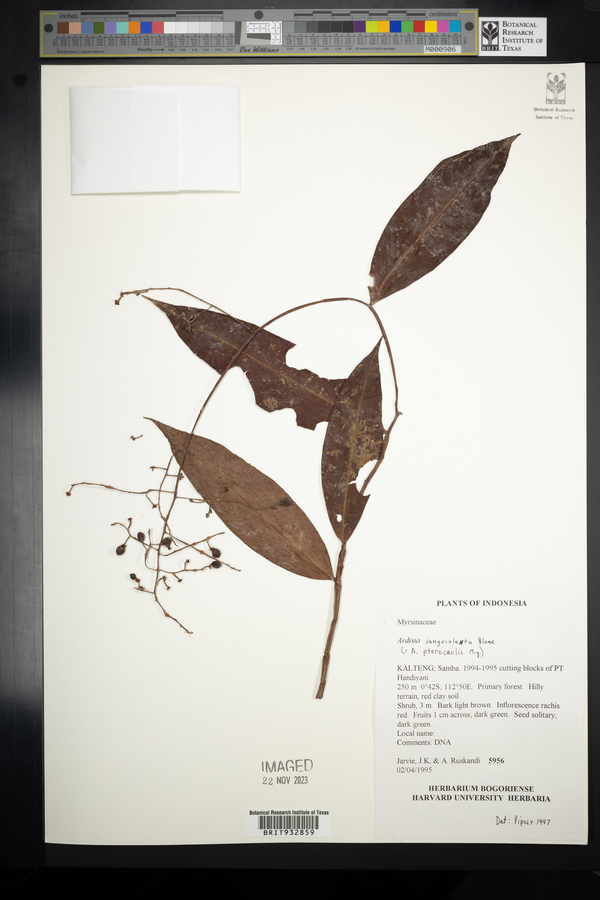 Ardisia sanguinolenta image