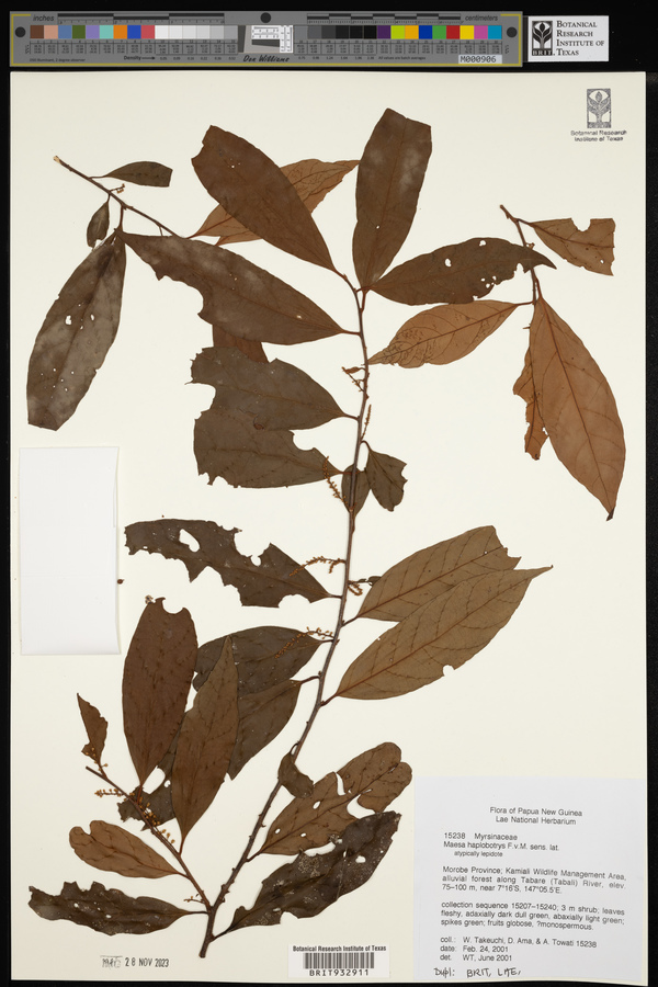 Maesa haplobotrys image