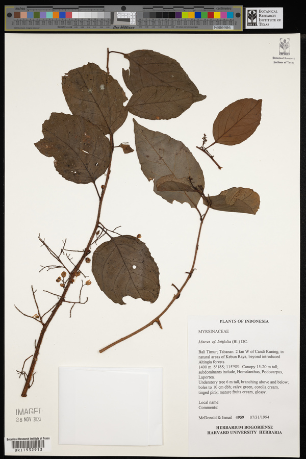 Maesa latifolia image