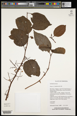 Image of Maesa latifolia