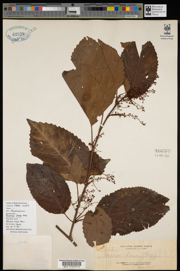 Maesa indica image