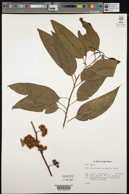 Eucalyptus urophylla image