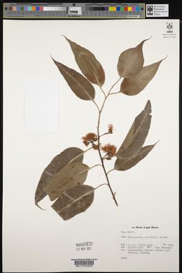 Eucalyptus urophylla image