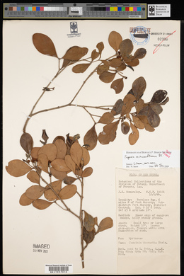 Eugenia reinwardtiana image