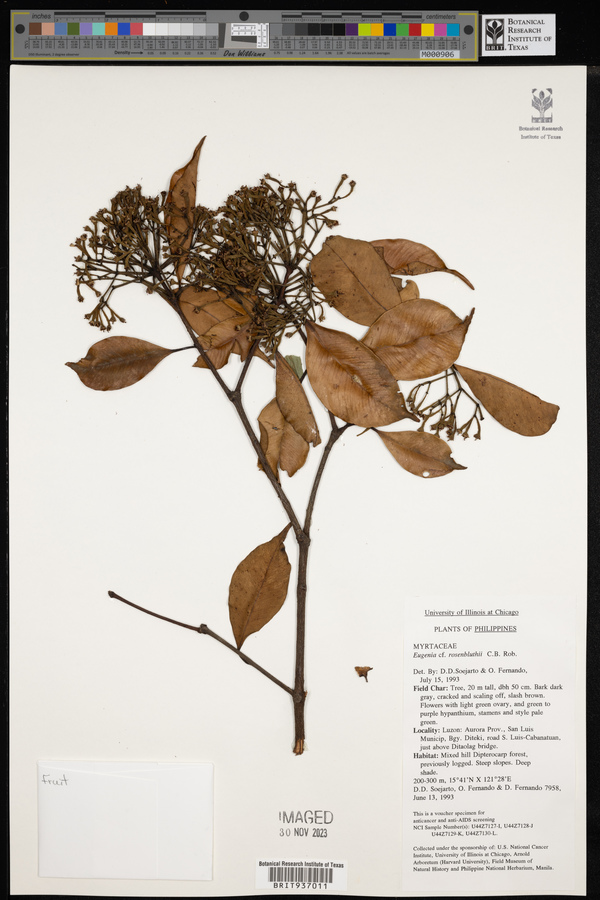 Syzygium rosenbluthii image