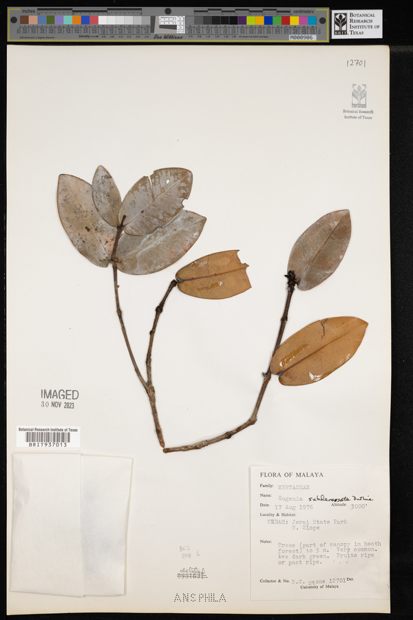 Syzygium subdecussatum image