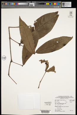 Syzygium calubcob image