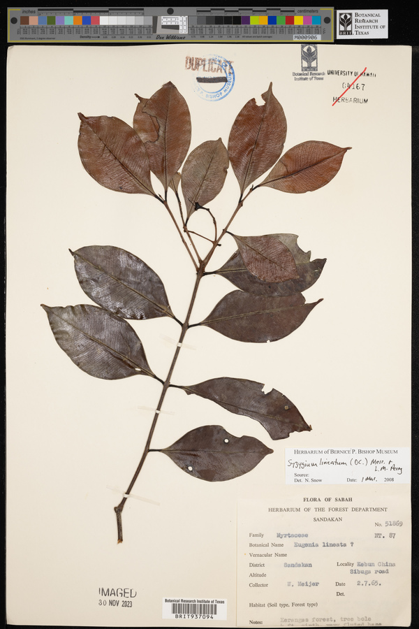 Syzygium lineatum image