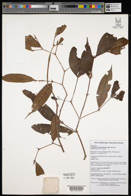 Syzygium longipes image